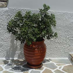 Mock Orange, Dwarf Japanese